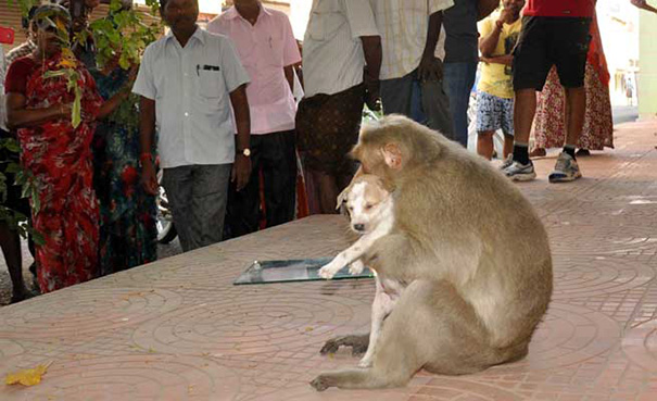 mono-adopta-cachorrito-erode-india-08 (1)