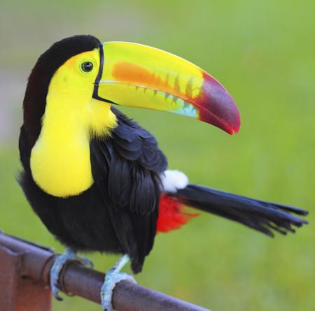 450-481470125-keel-billed-toucan