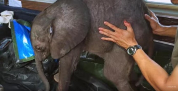 Bebe-elefante-no-se-separa-de-su-salvadora-01-696x356