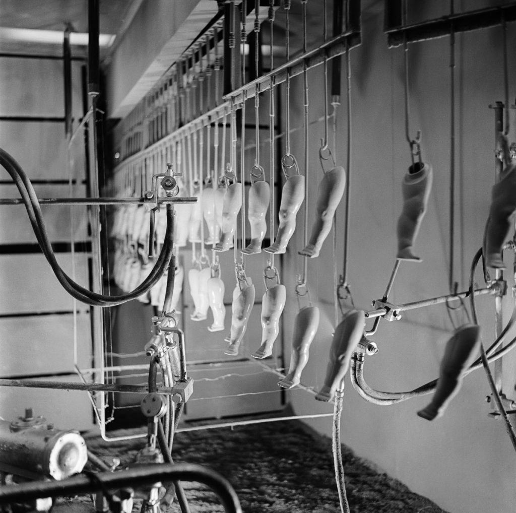 In the factory of Cascelloid Limited, Leicester, the limbs of the famous Patsy doll are hanging up to dry, 15th December 1951. Original Publication : Picture Post - 5617 - Toys Are Big Business - pub. 1951 (Photo by Kurt Hutton/Picture Post/Hulton Archive/Getty Images)