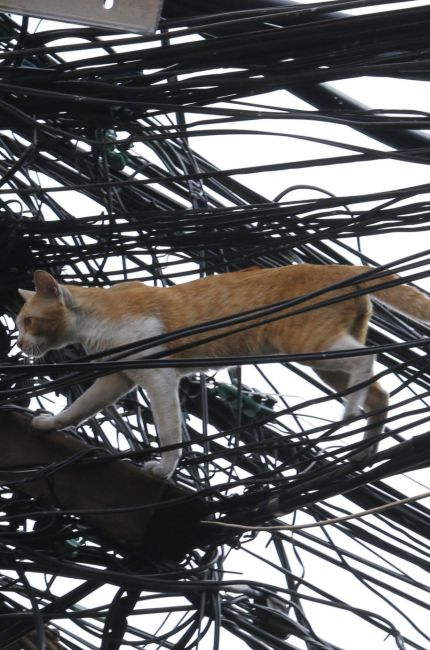 los-gatos-de-bangkok-evitan-los-peligros-del-trafico-gracias-al-cableado-aereo-de-bangkok