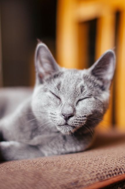 ver-videos-de-gatos-bueno-para-la-salud-mental-corbis